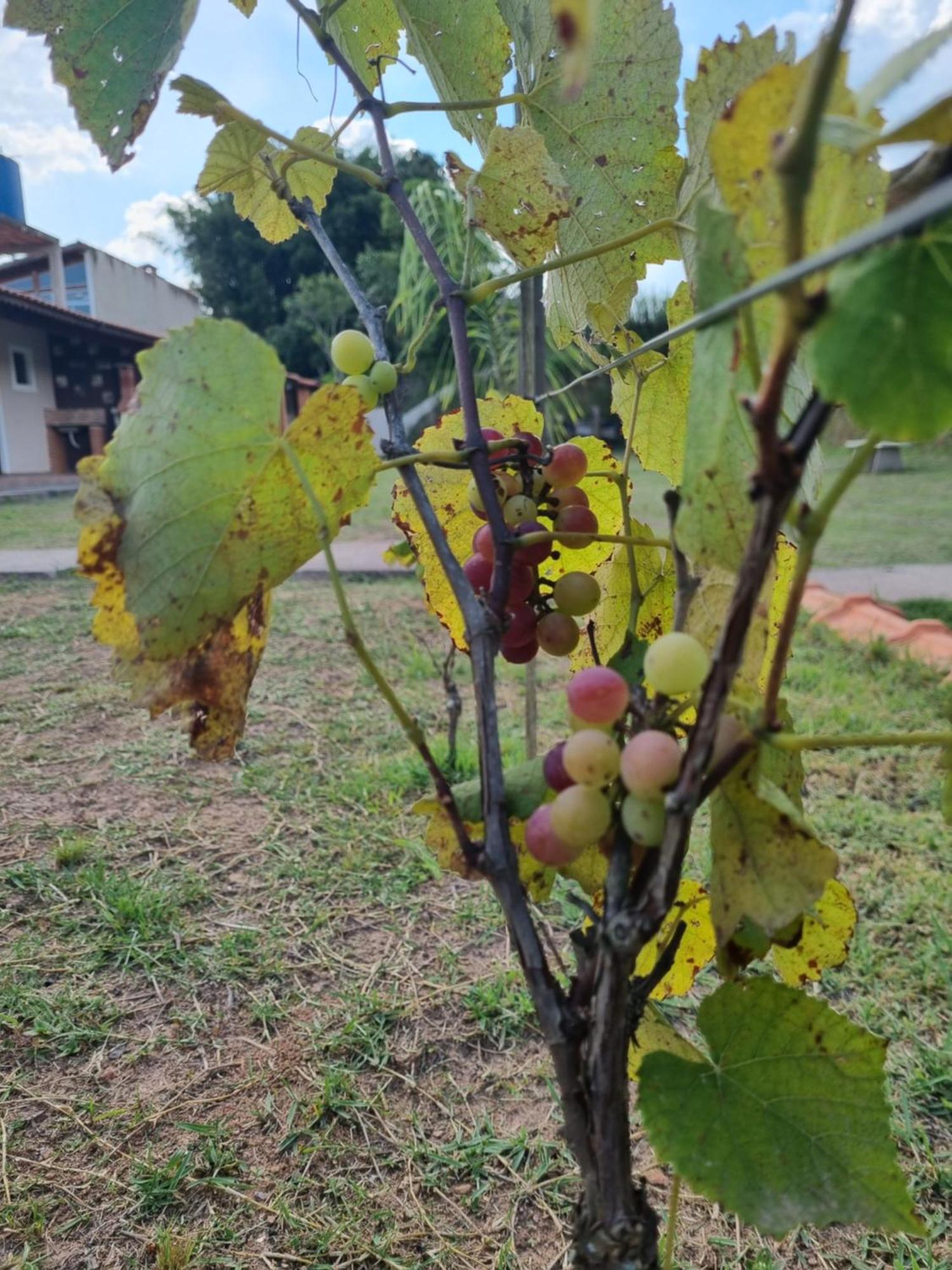 Recanto Videira Rota Do Vinho Villa São Roque Exterior foto