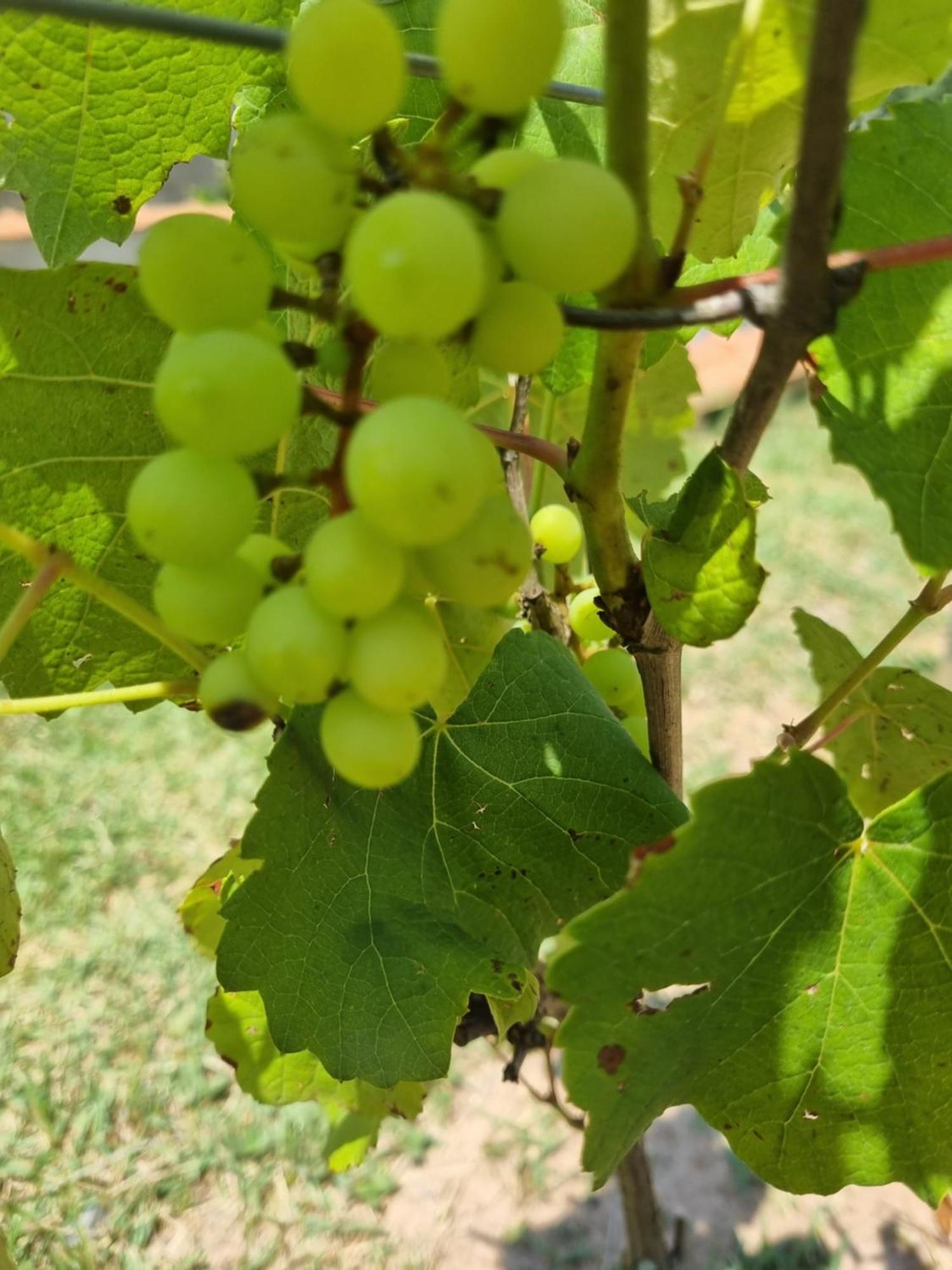 Recanto Videira Rota Do Vinho Villa São Roque Exterior foto